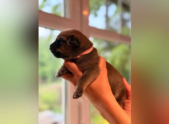 Wurf Cane Corso/Flat & Broholmer