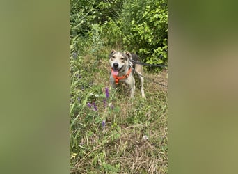 ALINA, Hündin, 3 Jahre, 50 cm, Mischling, Tierschutz