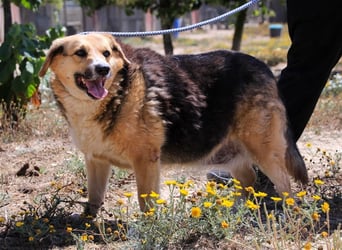 Tieta, Mix Schäferhund / Berner Senne / Collie , lieb und verträglich
