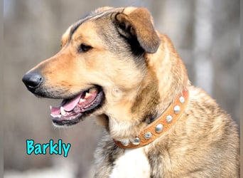 Barkly geb. 06/2022 - ausgeglichener, kluger und lernwilliger Jungrüde!