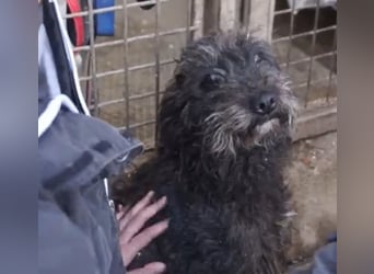 Zizegö, kleine Puli-Mischlingshündin freut sich auf eure Begegnung