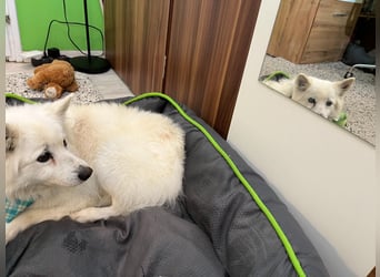Kody SR- Gelassener Gentleman sucht sein Glück!