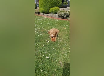 Miniature Aussiedoodle Welpen