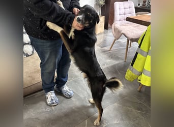 Socke - absoluter Familienhund