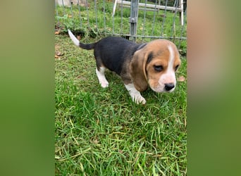 Beagle Welpen