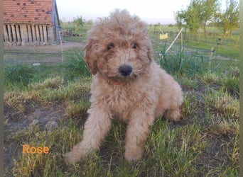 Wunderschöne Labradoodle Welpen, dürfen jetzt ausziehen!