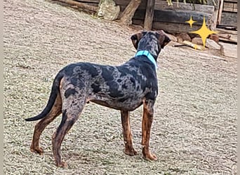 Louisiana Leopard - Catahoula
