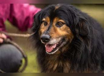 Lennox: treuer Begleiter sucht Familie