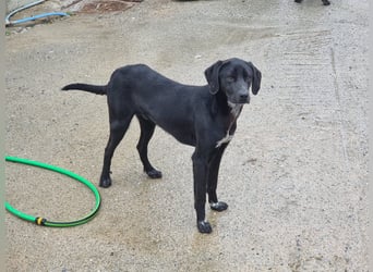 Ozzy – Ein fröhlicher Entdecker sucht sein Zuhause!