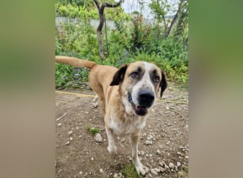 Ruhiger und gelassener Junghund WILLY (2 Jahre) sucht eine Familie