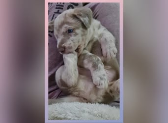 Labrador Aussiedor Welpen  in silber und silber merle aus liebevoller Zucht