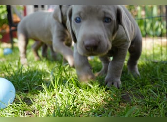 Weimaraner-Mix Welpen aus liebevoller Verpaarung – 12 kleine Wunder suchen ihr Zuhause