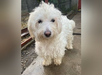 Daisy **Reserviert***