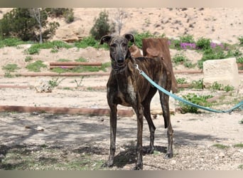 CORA-zarte Galgo-Seele auf der Suche nach einem liebevollen Zuhause
