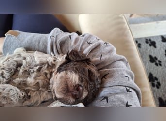Lagotto Romagnolo Welpen mit Abstammungsnachweis
