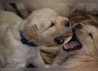 süße reinrassige Goldenretriever Welpen geboren