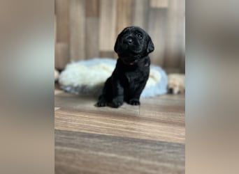 Reinrassige Labrador Welpen m.P. aus liebevoller Zucht