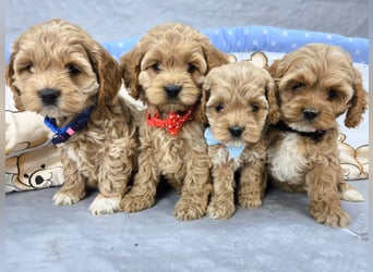 Schöne Cockapoo-Welpen