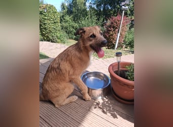 Nala wartet in 97513 Michelau