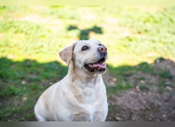 Tzemma - in 74417 Geschwend auf Pflegestelle
