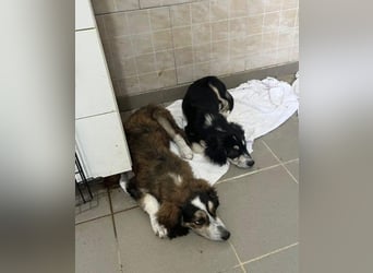 Junghund AJKO sucht liebevolles Für-Immer-Zuhause