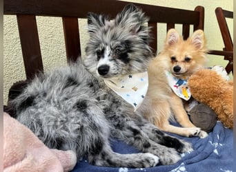 Lio – kleiner Spitz mit großem Herzen sucht ein liebevolles Zuhause