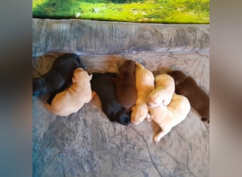 Reinrassige Labradorwelpen