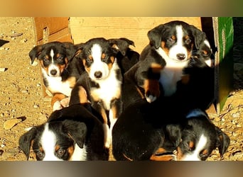 Appenzeller Sennenhund