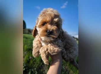 Wunderschöne Cockapoo-Welpen
