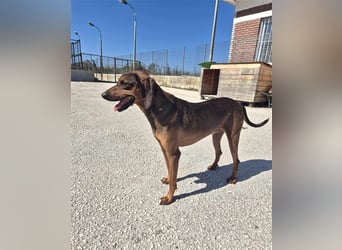 Buddy Mischlingsrüde ca. 3,7 Jahre alt z.Zt. in Griechenland