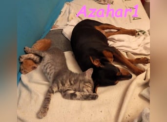 Azahar1 geb. 07/2022 (ESP) - lustige und anhängliche, kleine Pinscher-Mix Hündin!