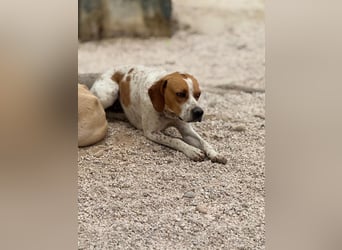 Cooper, hofft auf eine Chance
