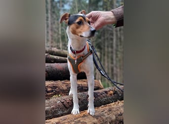 MOMO ca. 2 J. Parson-Terriermix-Rüde sucht sportl. familie