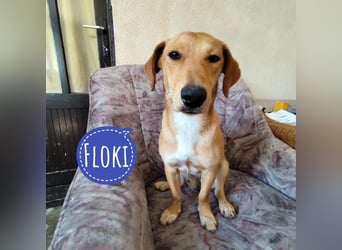 Floki ein kleiner Schatz