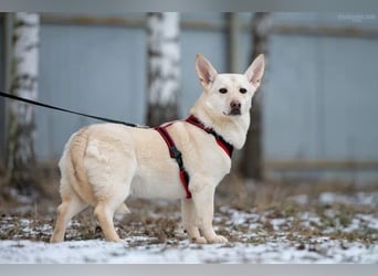 Vorsichtiger Theo sucht liebevolles Zuhause