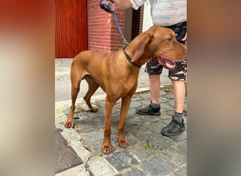 Carlos, geboren 08.01.2021, 69cm sucht aktives Zuhause