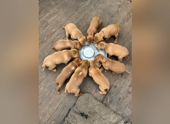 Magyar Vizsla aus Jagdlicher Leistungszucht. Ein Rüde sucht noch sein perfektes Zuhause