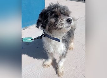 BENJI-sehnt sich nach Fürsorge!