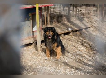 Lennox: treuer Begleiter sucht Familie