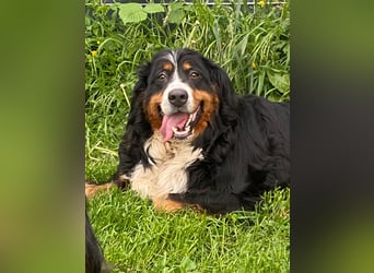 Ledi, liebes Berner Sennen Mädchen geb. 2023