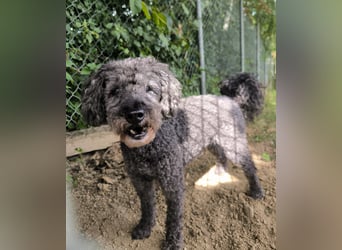 Jacko sucht ein neues Zuhause