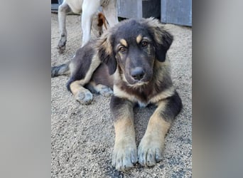 Aramis ❤️ liebevoll aufgeweckter Jungrüde