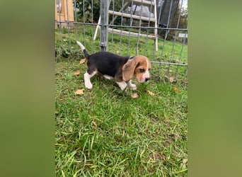 Beagle Welpen