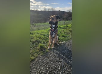 Buddy wartet in 97616 Salz