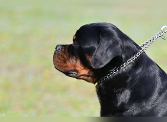 Rottweiler welpen