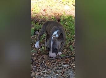 Mini bullterrier - Australian shepherd mix welpen