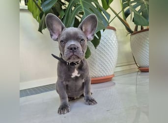 Französische Bulldoggen Welpen mit AT und Nase