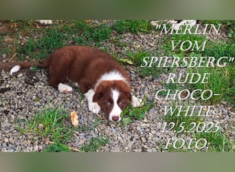 Border Collie-Welpen , black-,choco-,red-white und red-merle