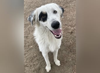 Popcorn, geb. ca. 09/2023, lebt in GRIECHENLAND, auf einem Gelände, auf dem die Hunde notdürftig ver