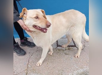 Laika, darf sie einmal im Leben ein schönes Zuhause haben?!